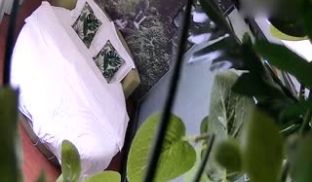 新手司机酒店早早交枪了